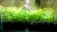 akwarium 30l - Dzień 13