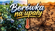 Planeta płonie, a ja szukam rozwiązania.