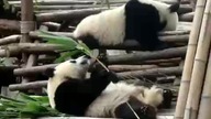 Ale faza - panda