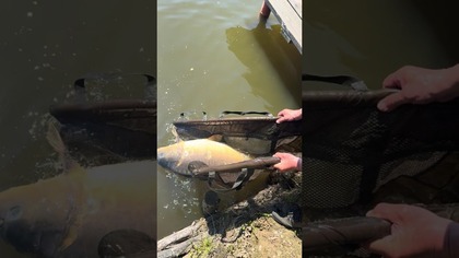 Karp 17 kg uwolniony! Link do całej wyprawy w komentarzach.  #wędkarstwo #ryby #łowca #lucio