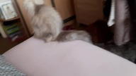 Cats gonna be cats XD