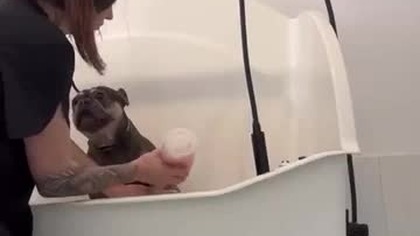 Dzień czyszczenia futra.