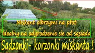 342- Sadzonki korzonki miskant olbrzymi.