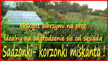 342- Sadzonki korzonki miskant olbrzymi.