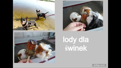 Idziemy na plażę i unboxing paczki dla świnek