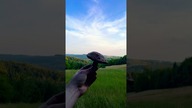 Mushroom picking in Poland (100 degrees)