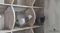 Gołębie od Mistrza Polski kat.  A - likwidacja hodowli, sprzedaż gołębi - tel.  +48 604 432 693