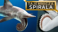 HELICOPRION - najdziwniejsze zwierzęta świata #1