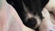 The cutest sleepy puppy ever #shorts