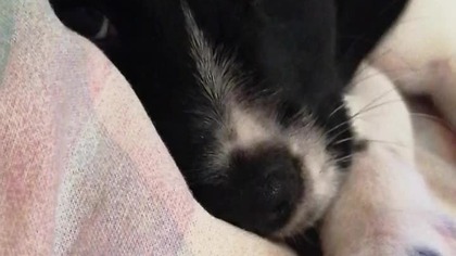 The cutest sleepy puppy ever #shorts