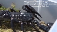 10 most beautiful scorpions