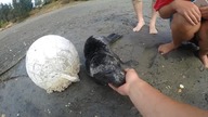 Mała zagubiona foka