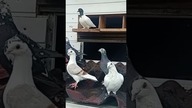 20 lotników na dachu #pigeon #fus #birds #hodowlagolebi #nature #golebie