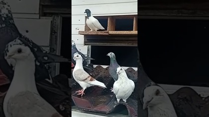 20 lotników na dachu #pigeon #fus #birds #hodowlagolebi #nature #golebie