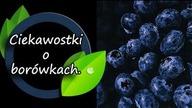 Ciekawostki o borówkach o których na pewno nie słyszałeś - cz.  1.