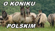Konik Polski [Rasy Koni]