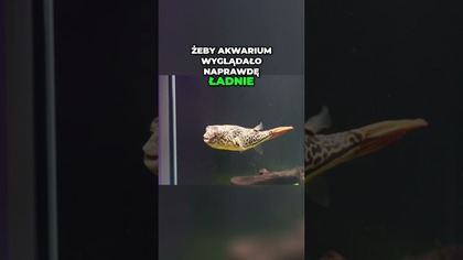 Akwarium Prosta Aranżacja, Piękny Efekt! #aquascape