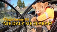 Uciekające cielaki i kolczykowanie w terenie  Dwa stada, dwa wyzwania