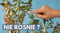 drzewko szczescia grubosz crassula 7 powodow dlaczego twoje drzewko szczescia nie rosnie