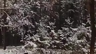 Śnieg w lesie - Gracjan Roztocki