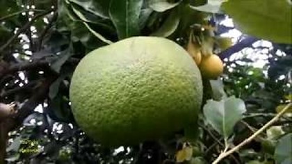 337-Mandarynki, cytryny, pomelo, pomarańcze, limy.  Raj cytrusowy -PAN Powsin Stalewiak