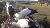 Walka o żabę !!!