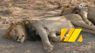 ACTIVEFAMILY - 24-06-2022 - Ident