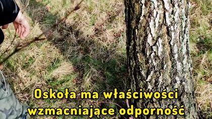 Spuszczam oskołę, czyli sok z brzozy