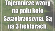 Tajemnicze wzory na polu koło Szczebrzeszyna.  Są na 3 hektarach.  Wideo