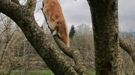 Eryk #mainecoon #cat #tree #catvideos #catlover