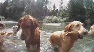 Rozbrykana zgraja Golden Retriever&oacute;w