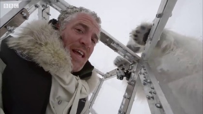 Niedźwiedź polarny chciał zjeść członka ekipy filmowej BBC