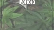 To była marihuana.  36-latek trafił do aresztu