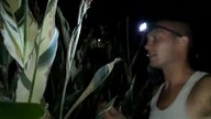 Odc-738. Nocne obejście po kwitnących roślinach egzotycznych.