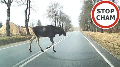 Uwaga! Zwierzęta na drodze #14 - [Nie dla wrażliwych +18]