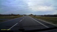 dziki na drodze 30-10-2016