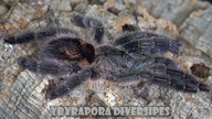Powiew świeżości u samic Y.  diversipes i D.  pentaloris!