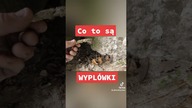 Co to są wyplówki?#ciekawostki #wyplówka #sowa #sowy #zwierzęta #jaskinia #cave #caving #przyroda