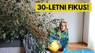 Przesadzanie Gigantycznego Fikusa - krok po kroku