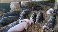 Konsument powinien być zadowolony - cena świń w dół.