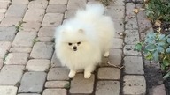 Szczekanie Psa 2025 #pies #szczekaniepsa #dogs #shorts