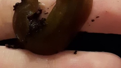 Veronicella Tobago #slug