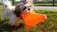 My Cute Puppy - Puppyhood - PhotoOfTheDay