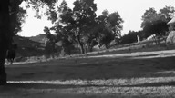 1939 Three Texas Steers - Trzy woły z Teksasu DVDRip XviD AC3 napl