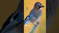 NAJPOPULARNIEJSZY PTAK NA ŚWIECIE