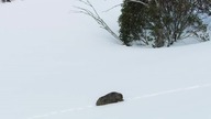 7 światów -4 Australia