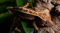 Gekon orzęsiony zamieszkał u Zająca  Zróbmy mu terrarium marzeń!