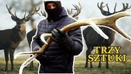 Jak Znaleźliśmy Trzy Sztuki Poroża Po Sezonie, Zrzuty Jeleni 2020