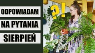 ROŚLINNE PROBLEMY - sierpień