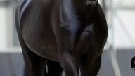 horse 4 #trueman #true #love #śmieszne